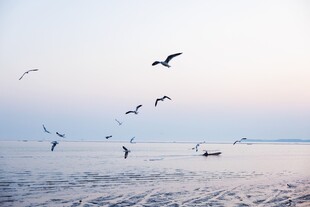 海边飞鸟伴夕阳美景