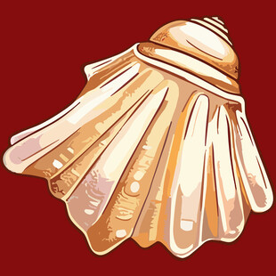 金色扇贝插画