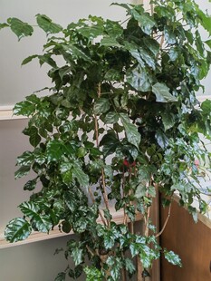 室内繁茂绿植盆景