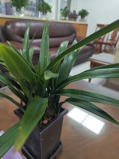 室内绿植盆栽 清新一角