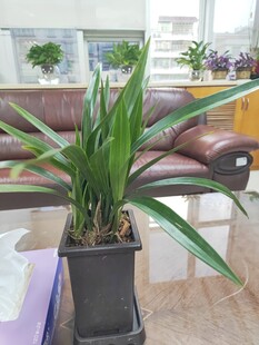 室内绿植盆栽展示