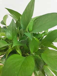 翠绿清新室内绿植盆栽