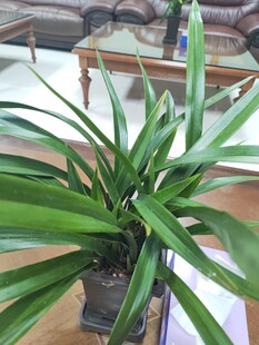 室内绿植盆栽龙血树