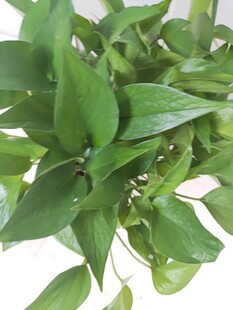 翠绿绿萝盆栽清新植物