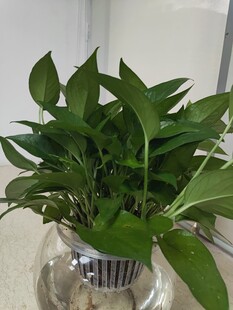 透明花瓶中的翠绿绿萝