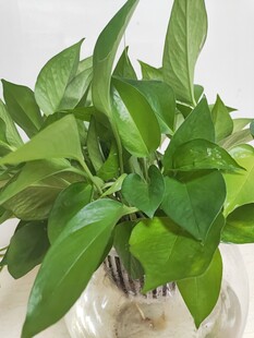 水培绿萝清新绿植展示