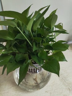 透明花瓶中的翠绿绿萝