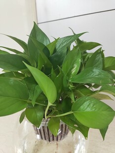 水培绿萝 清新绿意满满