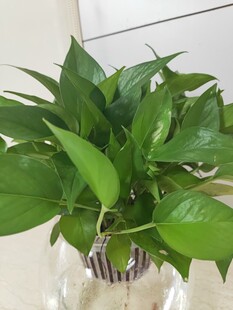 水培绿萝生机勃勃