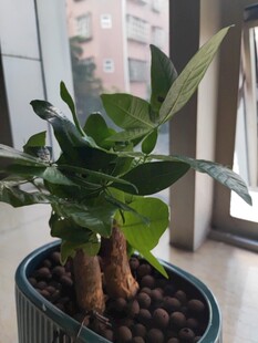 室内绿植盆栽