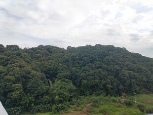 俯瞰葱郁山林美景