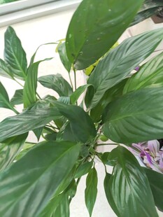 翠绿生机盎然的观叶植物