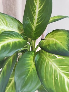 翠绿斑纹绿植特写