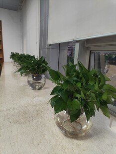 室内玻璃盆绿植景观