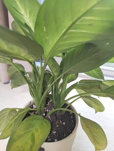 室内绿植龟背竹盆栽