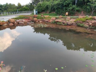 宁静池塘畔的自然景致