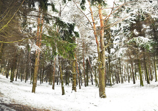 冬日雪覆森林美景