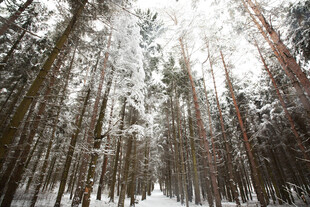 冬日雪覆松林美景