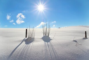 雪地晨光中的稀疏植物