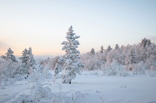 冬日雪景中的挺拔松树