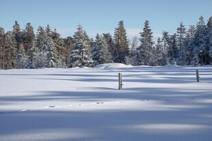 冬日雪林静谧雪景