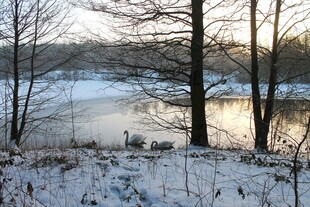 冬日湖畔雪景
