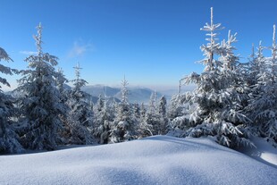 冬日雪覆山林美景