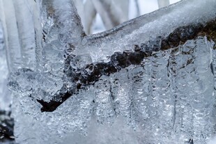 冰雪覆盖的树枝特写