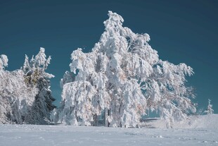 冬日雪覆树木美景