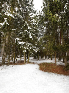 雪覆林间小道美景
