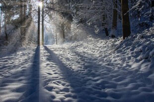 冬日雪林阳光小道美景