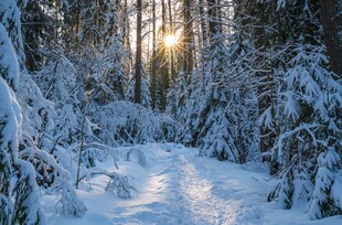 冬日雪林阳光小道美景