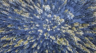 空中俯瞰森林树冠景观