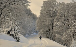 雪覆林间路