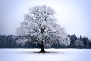 雪覆孤树