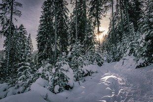 雪覆森林