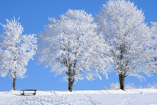 雪覆树木下的静谧长椅