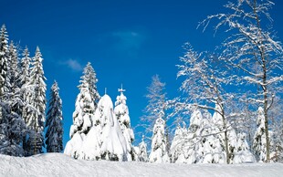 冬日雪景中的银白树木