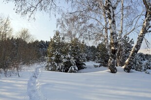 冬日雪林漫步美景