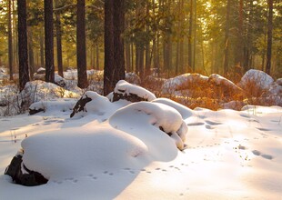 冬日森林雪景阳光美景