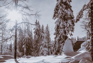 冬日雪景中的静谧树林