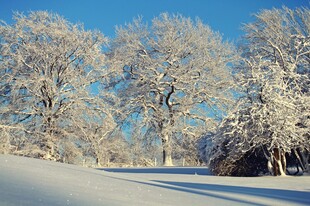 冬日雪覆树林美景