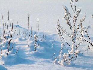 冬日雪景中的覆雪植物