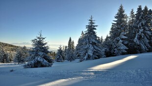 冬日雪林美景