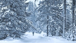 冬日雪林漫步景象