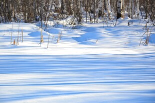 冬日雪地林间美景