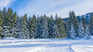 冬日雪林美景