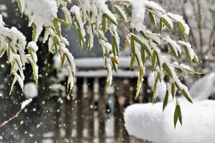 雪覆翠竹景