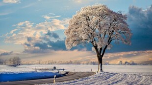 冬日孤树雪景