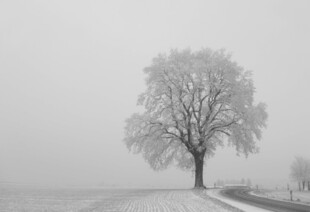 冬日孤树雪景